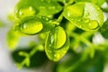 Macro closeup of Beautiful fresh green leaf with drop of water nature background Royalty Free Stock Photo