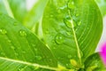 Macro closeup of Beautiful fresh green leaf with drop of water nature background Royalty Free Stock Photo