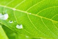 Macro closeup of Beautiful fresh green leaf with drop of water nature background Royalty Free Stock Photo