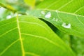 Macro closeup of Beautiful fresh green leaf with drop of water nature background Royalty Free Stock Photo