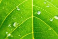 Macro closeup of Beautiful fresh green leaf with drop of water nature background Royalty Free Stock Photo
