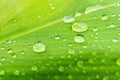 Macro closeup of Beautiful fresh green leaf with drop of water nature background Royalty Free Stock Photo