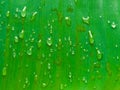 Macro closeup of Beautiful fresh green leaf with drop of water nature background. Royalty Free Stock Photo
