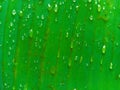 Macro closeup of Beautiful fresh green leaf with drop of water nature background. Royalty Free Stock Photo