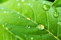 Macro closeup of Beautiful fresh green leaf with drop of water after the rain in morning sunlight nature background Royalty Free Stock Photo