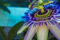 passion flower Passiflora caerulea Passionflower against green garden background Royalty Free Stock Photo