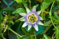 passion flower Passiflora caerulea Passionflower against green garden background