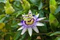 passion flower Passiflora caerulea Passionflower against green garden background Royalty Free Stock Photo