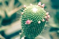 A macro closeup of a beautiful silky pink tender Echinopsis Lobivia cactus flower Royalty Free Stock Photo