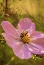 Macro closeup bee on pink flower on yellow green blured background Royalty Free Stock Photo