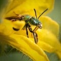 Bicolored metallic green sweat bee (Agapostemon virescens) cleaning its tongue Royalty Free Stock Photo