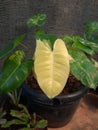 Macro closeup from a big yellow heart leaf with little bit green in one corner Royalty Free Stock Photo