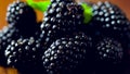 Macro closeup of blackberries fruit on dark wood background. Royalty Free Stock Photo