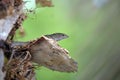 Macro closeup of blown alone lizard warming on summer sun. Anolis sagrei small reptile in native to Florida USA Royalty Free Stock Photo