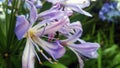 Macro Closeup Blue Lily Flower
