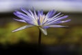 A macro closeup blue purple water lily is floating Royalty Free Stock Photo