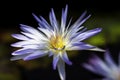 A macro closeup blue purple water lily under the sun Royalty Free Stock Photo