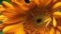 Macro closeup of bright yellow flower