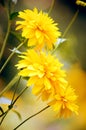 Macro closeup of a bright yellow orange pretty Rudbeckia laciniata