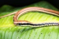 Macro closeup a bronze back snake at leaf