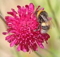 Macro closeup bumble bee on flower plant flowers stamens centre petals rose poppy red Royalty Free Stock Photo