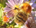 Macro closeup of bumble bee insect on flower Royalty Free Stock Photo