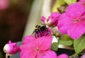 Macro closeup Bumblebee gathering nectar