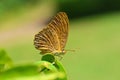 Cirrochroa sp. butterfly , butterflies of SriLanka