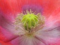 Macro closeup close flower stamen petals pretty poppy plants plant garden gardens Royalty Free Stock Photo