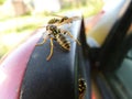 Macro Closeup of Wasps on Car