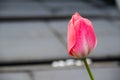 Macro closeup of closed pink and white red tulip in spring with blurry background and water rain dew drops Royalty Free Stock Photo