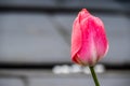 Macro closeup of closed pink and white red tulip in spring with blurry background and water rain dew drops Royalty Free Stock Photo