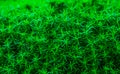 Macro closeup of common hair cap moss, star shaped leaves, cosmopolitan wild plant specie