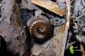 Millipede Spiral