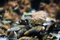 Macro closeup of a common prawn standing on some mussels