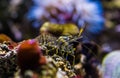 Macro closeup of a common prawn walking over a rock under water