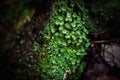 Macro closeup cyan lichen in green moss. Shallow focus Royalty Free Stock Photo