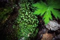 Macro closeup cyan lichen in green moss. Shallow focus Royalty Free Stock Photo