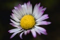 Macro Closeup Daisy Flower by M.D.P