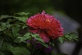 A closeup deep red peony flower in the garden