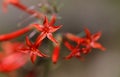 Scarlet Gilia Idaho Wildflower