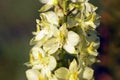 Delphinium semibarbatum flower , flora Iran