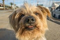 Macro Closeup detail of dog nose Royalty Free Stock Photo