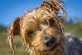 Macro Closeup detail of dog nose Royalty Free Stock Photo