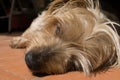 Macro Closeup detail of dog nose and snout, Cute Sleeping soundly Doggy Royalty Free Stock Photo