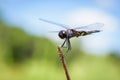 macro closeup of a dragonfly Royalty Free Stock Photo