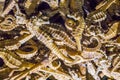 Macro closeup of dried seahorses souvenirs or chines alternative medicine illegal merchandise Royalty Free Stock Photo