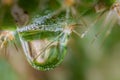 Macro closeup of drops of water on a cactus Royalty Free Stock Photo