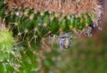 Macro closeup of drops of water on a cactus Royalty Free Stock Photo