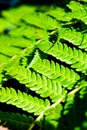 Macro closeup fern leaf abstract vertical background Royalty Free Stock Photo